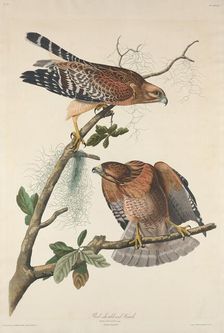 Red-shouldered Hawk, 1829. Creator: Robert Havell