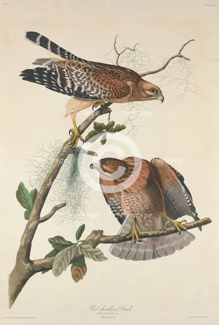 Red-shouldered Hawk, 1829. Creator: Robert Havell.