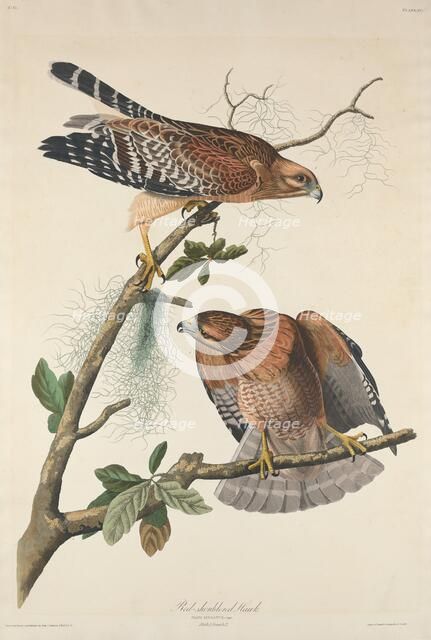 Red-shouldered Hawk, 1829. Creator: Robert Havell.