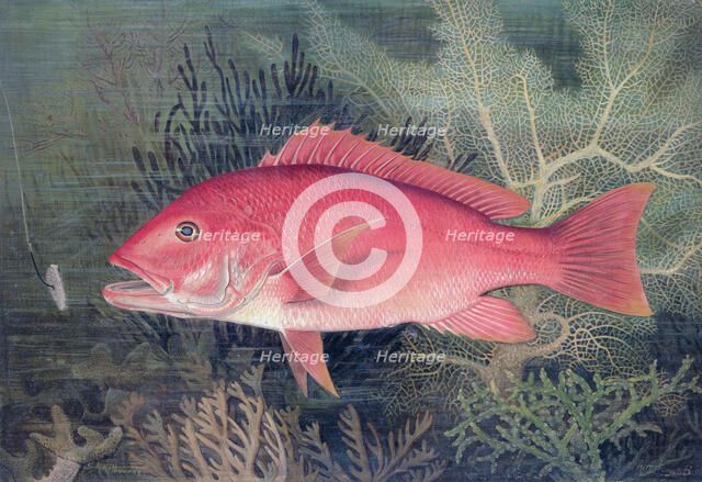 Red Snapper, 1878. Artist: SA Kilourne