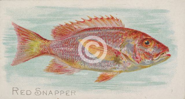 Red Snapper, from the Fish from American Waters series (N8) for Allen & Ginter Cigarettes ..., 1889. Creator: Allen & Ginter.
