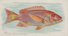 Red Snapper, from the Fish from American Waters series (N8) for Allen & Ginter Cigarettes ..., 1889. Creator: Allen & Ginter