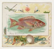 Red Snapper, from Fish from American Waters series (N39) for Allen & Ginter Cigarettes, 1889. Creator: Allen & Ginter