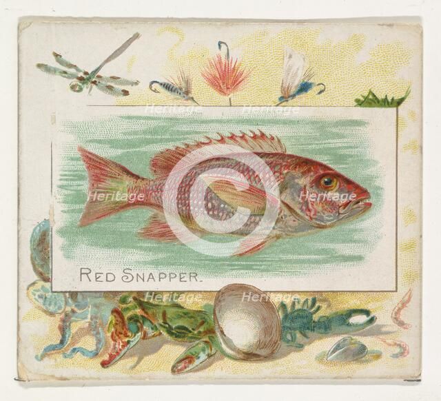 Red Snapper, from Fish from American Waters series (N39) for Allen & Ginter Cigarettes, 1889. Creator: Allen & Ginter.