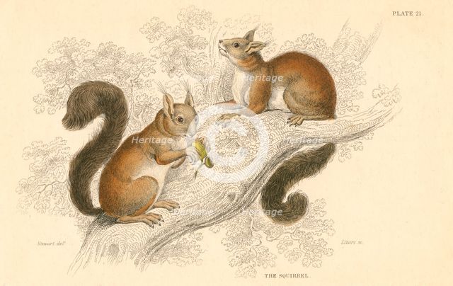 Red squirrel (Sciurus vulgaris), tree-living rodent native to Europe and Asia, 1828. Creator: Unknown.