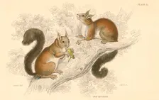 Red squirrel (Sciurus vulgaris), tree-living rodent native to Europe and Asia, 1828. Creator: Unknown
