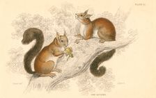 Red squirrel (Sciurus vulgaris), tree-living rodent native to Europe and Asia, 1828. Creator: Unknown
