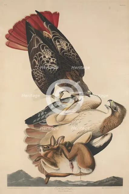Red Tailed Hawk, 1829. Creator: Robert Havell.