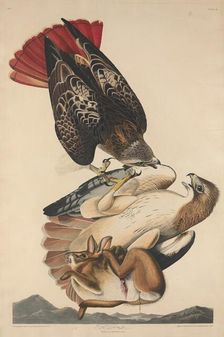 Red Tailed Hawk, 1829. Creator: Robert Havell