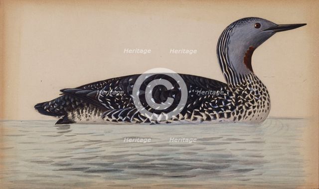 Red-Throated Diver, 1820-1868. Creator: Magnus von Wright.