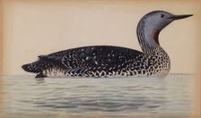 Red-Throated Diver, 1820-1868. Creator: Magnus von Wright