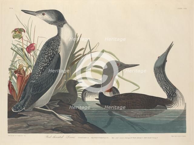 Red-throated Diver, 1834. Creator: Robert Havell.