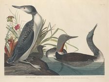 Red-throated Diver, 1834. Creator: Robert Havell