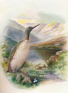 Red-Throated Diver - Colym'bus septen'triona'lis c1910, (1910). Artist: George James Rankin