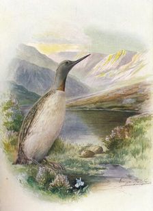 Red-Throated Diver - Colym'bus septen'triona'lis c1910, (1910). Artist: George James Rankin