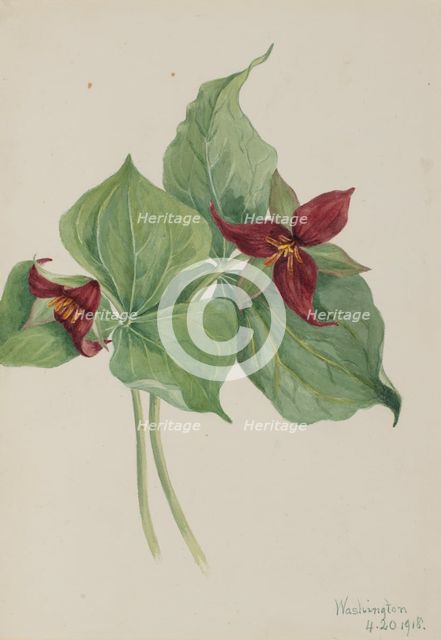 Red Trillium (Trillium erectum), 1918. Creator: Mary Vaux Walcott.
