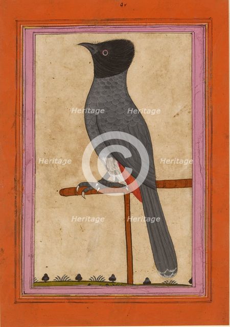 Red-vented Bulbul, early 19th century. Artist: Unknown.