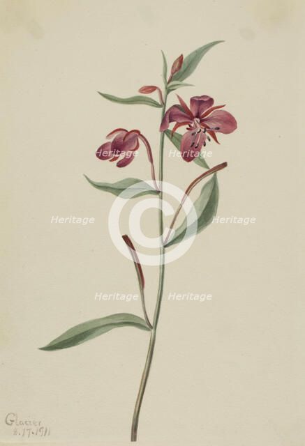 Red Willowweed (Epilobium latifolium), 1911. Creator: Mary Vaux Walcott.