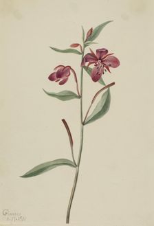 Red Willowweed (Epilobium latifolium), 1911. Creator: Mary Vaux Walcott