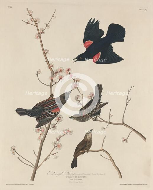 Red-winged Starling, 1829. Creator: Robert Havell.