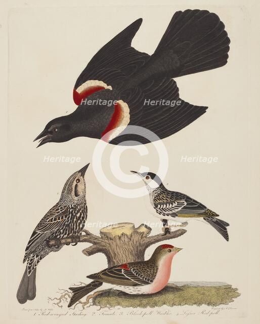 Red-winged Starling, Female Red-winged Starling, Black-poll Warbler, and Lesser...,pub.1808-1814. Creator: Alexander Lawson.