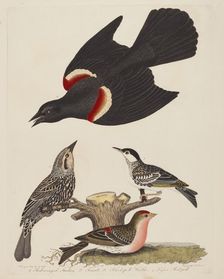 Red-winged Starling, Female Red-winged Starling, Black-poll Warbler, and Lesser...,pub.1808-1814. Creator: Alexander Lawson