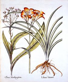 Red-Yellow Day Lily and Groundsel, from Hortus Eystettensis by Basil Besler (1561-1629), pub. 161