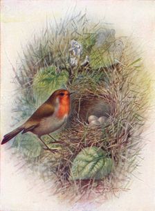 Redbreast or Robin - Erith'acus rubec'ula c1910, (1910). Artist: George James Rankin