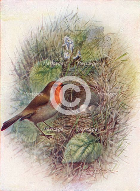 'Redbreast or Robin - Erith'acus rubec'ula', c1910, (1910). Artist: George James Rankin.