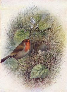 Redbreast or Robin - Erith'acus rubec'ula c1910, (1910). Artist: George James Rankin