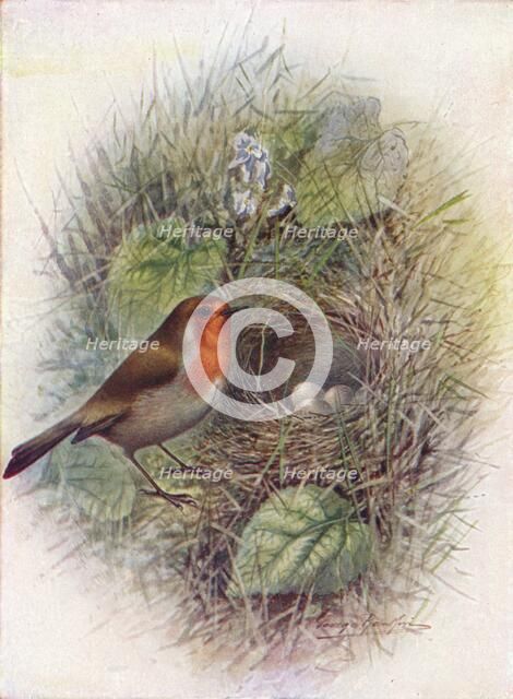 'Redbreast or Robin - Erith'acus rubec'ula', c1910, (1910). Artist: George James Rankin.