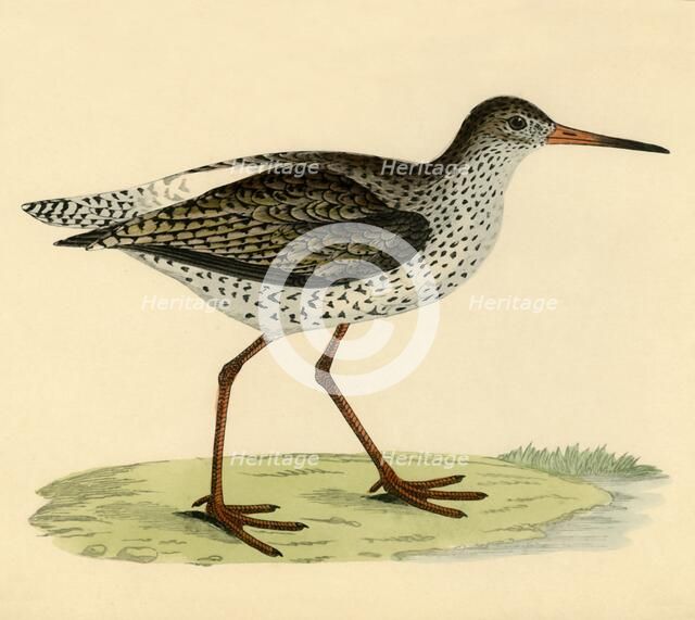 'Redshank', late 19th century. Creator: Unknown.