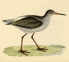 Redshank late 19th century. Creator: Unknown