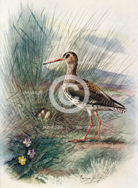 'Redshank - To'tanus cal'idris', c1910, (1910). Artist: George James Rankin.
