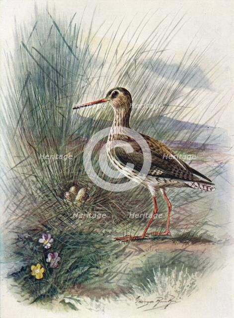 'Redshank - To'tanus cal'idris', c1910, (1910). Artist: George James Rankin.