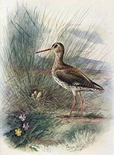Redshank - To'tanus cal'idris c1910, (1910). Artist: George James Rankin