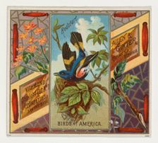 Redstart, from the Birds of America series (N37) for Allen & Ginter Cigarettes, 1888. Creator: Allen & Ginter