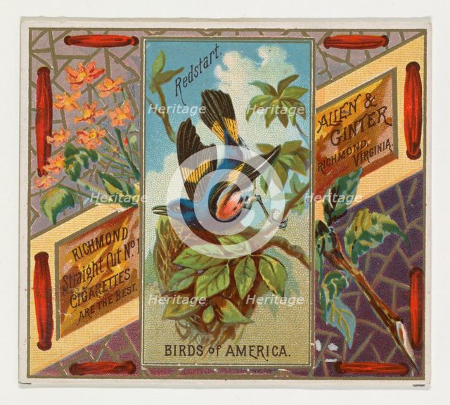 Redstart, from the Birds of America series (N37) for Allen & Ginter Cigarettes, 1888. Creator: Allen & Ginter.
