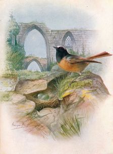 Redstart - Ruticil'la phoenicu'rus c1910, (1910). Artist: George James Rankin