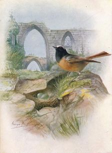 Redstart - Ruticil'la phoenicu'rus c1910, (1910). Artist: George James Rankin
