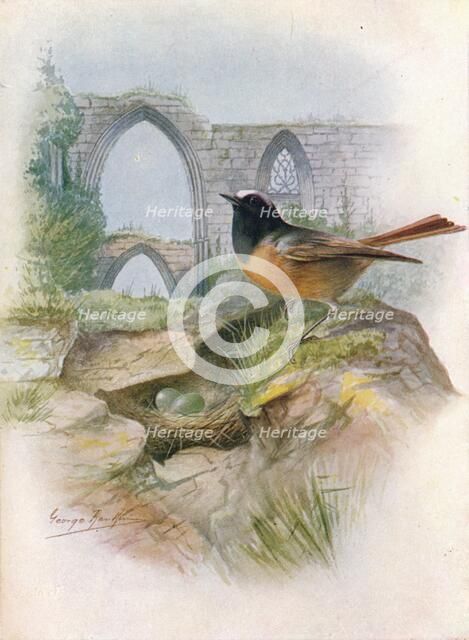 'Redstart - Ruticil'la phoenicu'rus', c1910, (1910). Artist: George James Rankin.