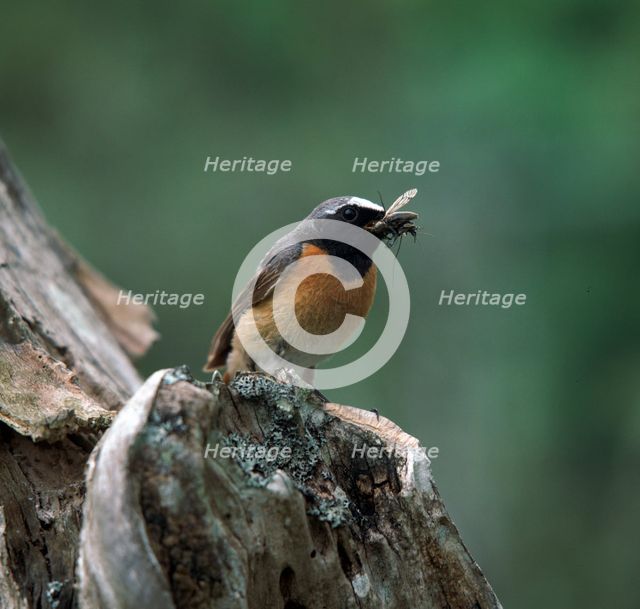 Redstart with insect. Artist: Unknown