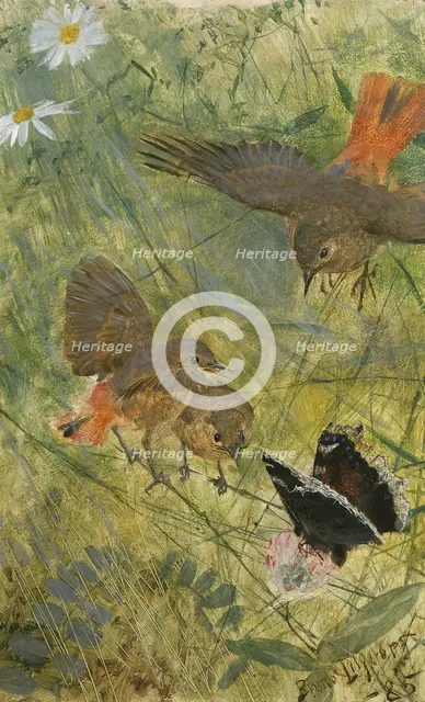Redstarts and Butterflies. Five studies in one frame, NM 2223-2227, 1885. Creator: Bruno Liljefors.