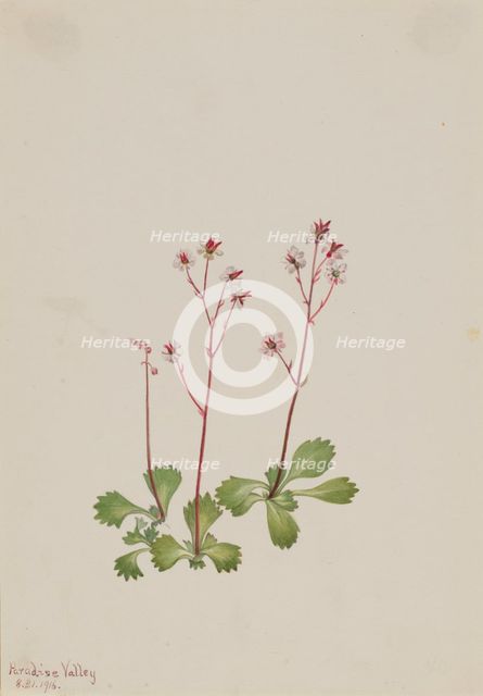 Redstem Saxifrage (Saxifraga lyallii), 1916. Creator: Mary Vaux Walcott.