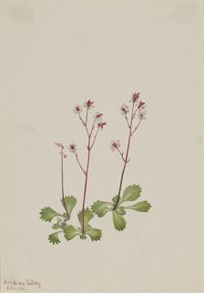 Redstem Saxifrage (Saxifraga lyallii), 1916. Creator: Mary Vaux Walcott
