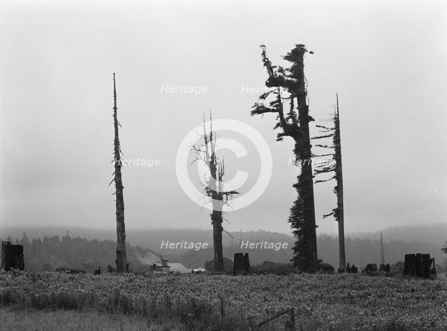 Redwood trees and stumps on redwood highway, Scotia, Humboldt County, California, 1939. Creator: Dorothea Lange.
