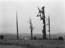 Redwood trees and stumps on redwood highway, Scotia, Humboldt County, California, 1939. Creator: Dorothea Lange