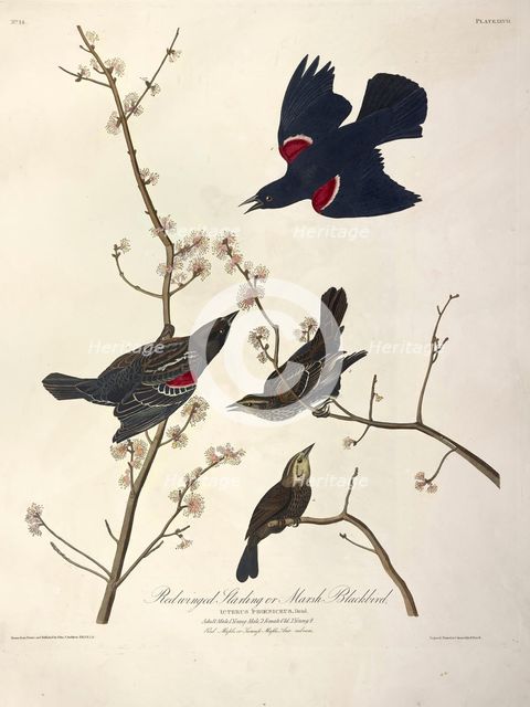Redwinged Starling or Marsh Blackbird, Icterus Phoeniceus, 1845.