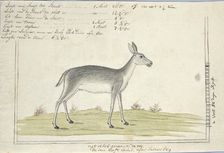 Redunca arundinum (Southern reedbuck), 1777-1786. Creator: Robert Jacob Gordon