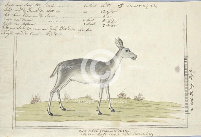 Redunca arundinum (Southern reedbuck), 1777-1786. Creator: Robert Jacob Gordon.